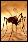 Arctic Mosquito